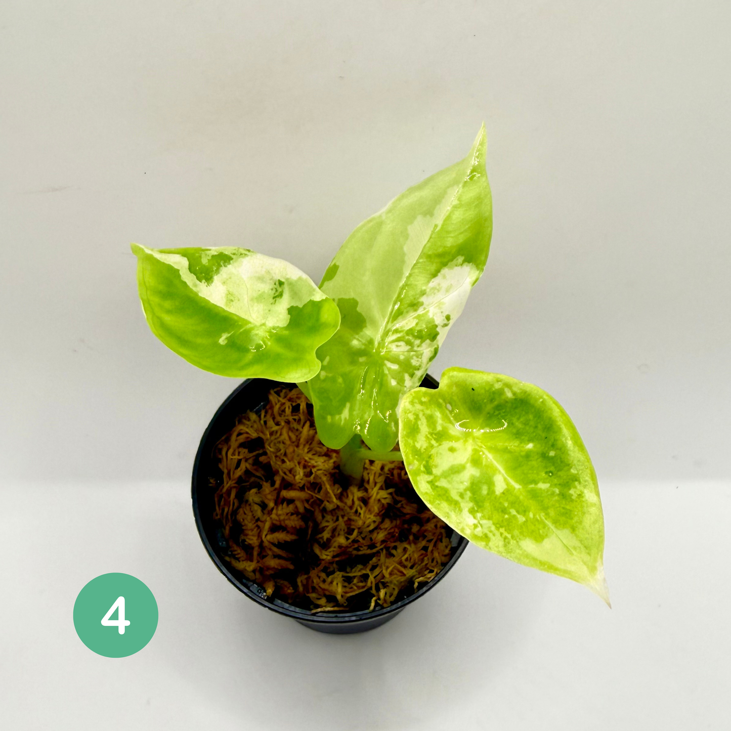 Alocasia Acuminata Albo Variegata