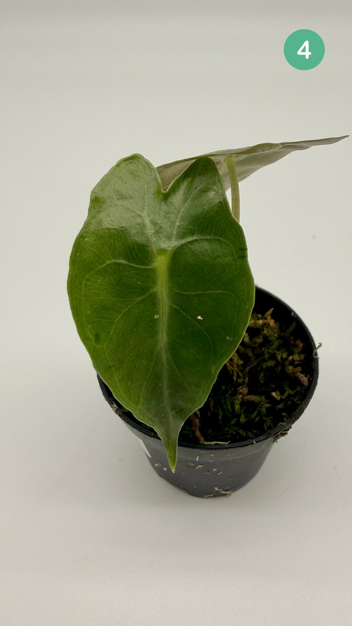 Alocasia Venom