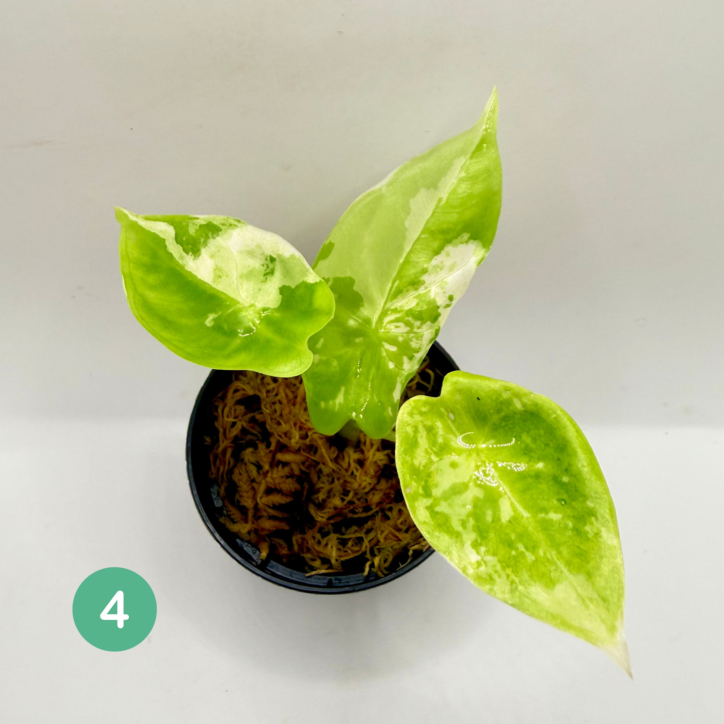 Alocasia Acuminata Albo Variegata