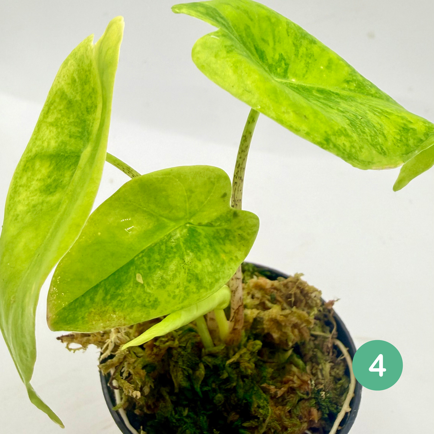 Alocasia Longiloba Aurea Variegata
