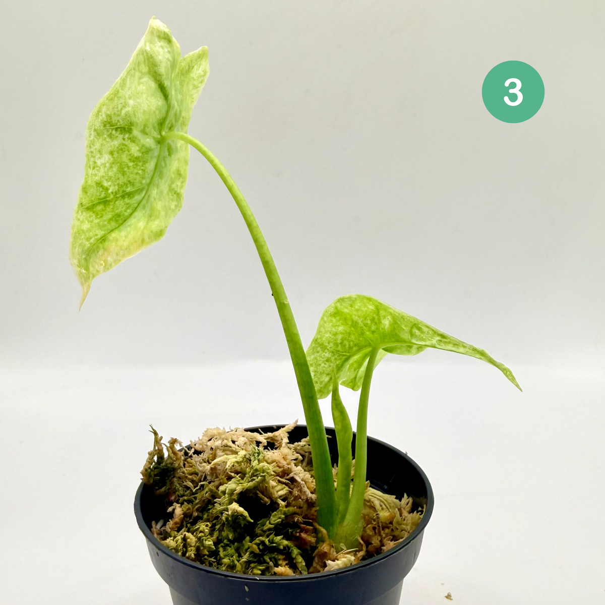 Alocasia Longiloba Mottled Variegata