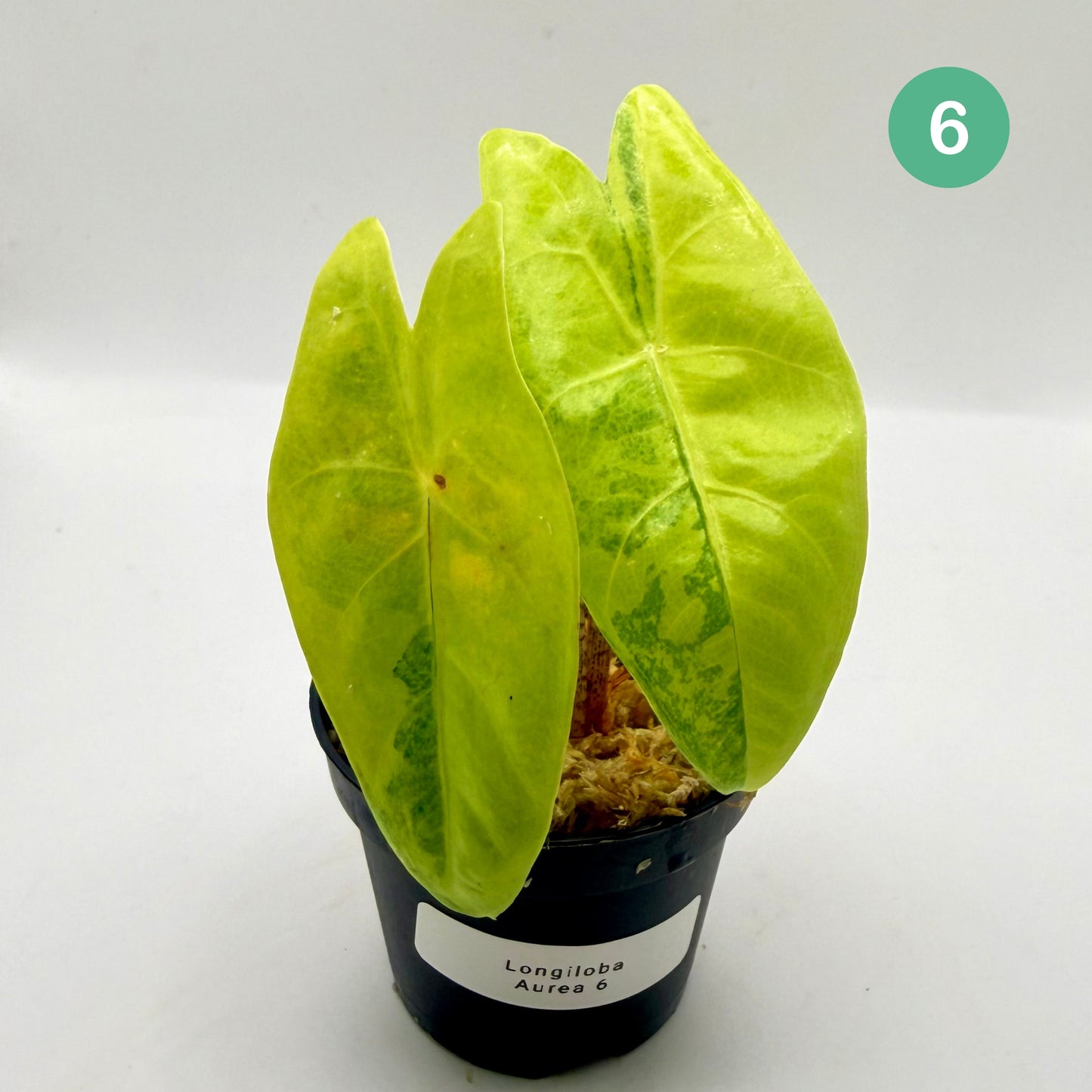 Alocasia Longiloba Aurea Variegata