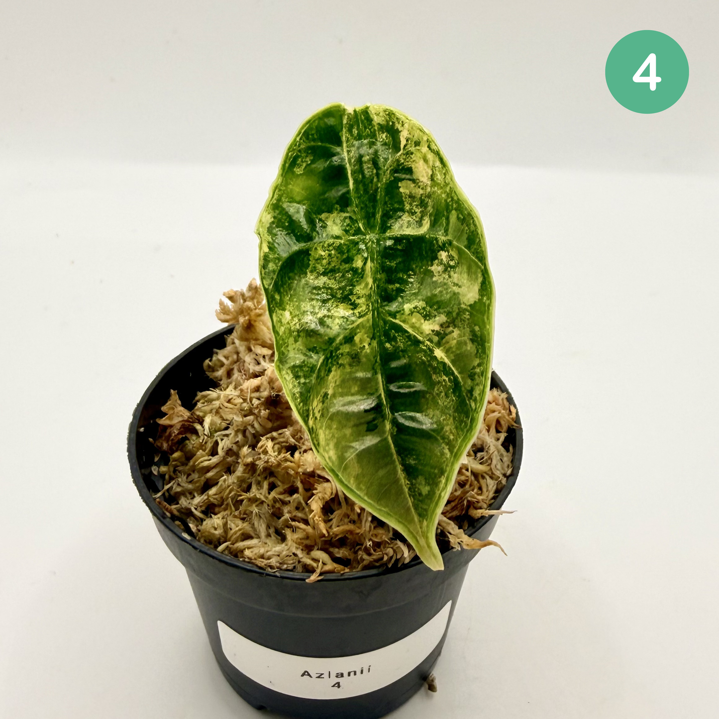 Alocasia Azlanii Aurea Variegata