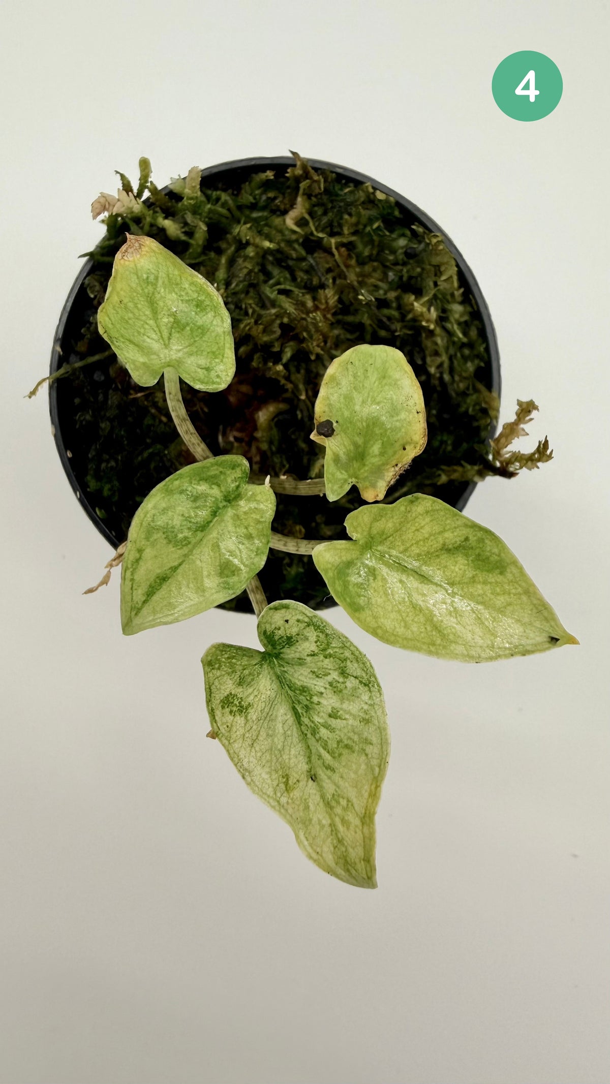 Alocasia Corazón Albo/Tricolor Variegata