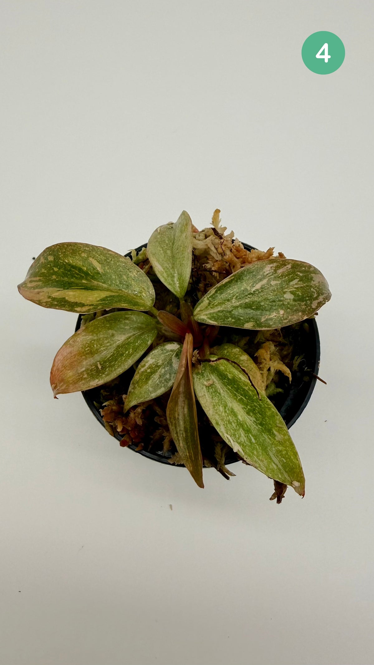 Philodendron Orange Princess Variegated