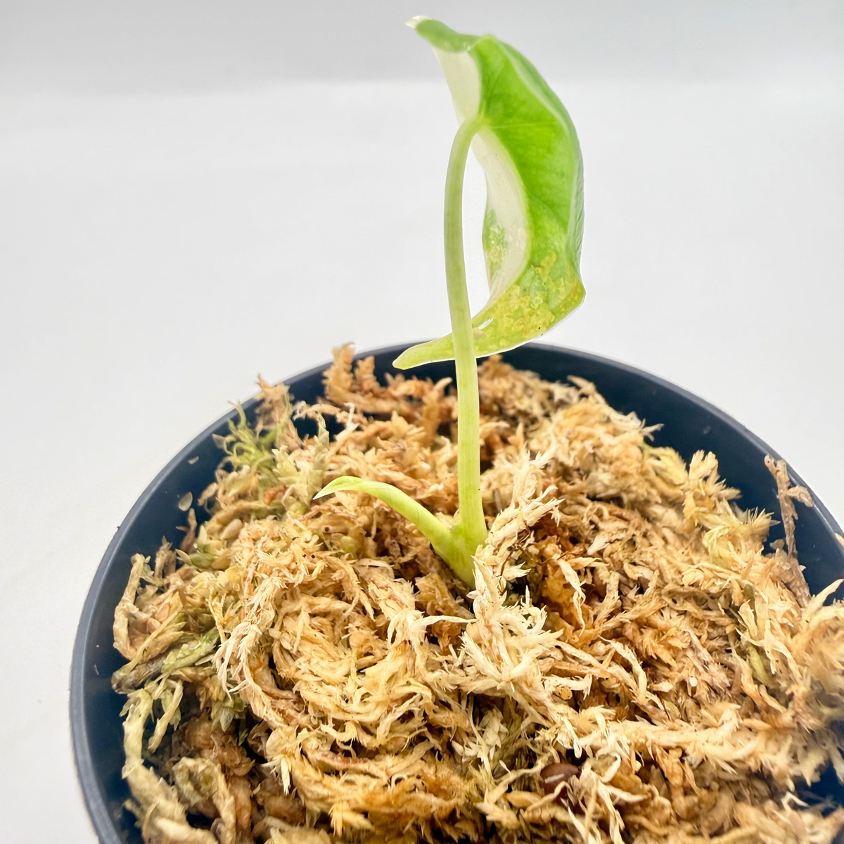 Alocasia Frydek Variegata