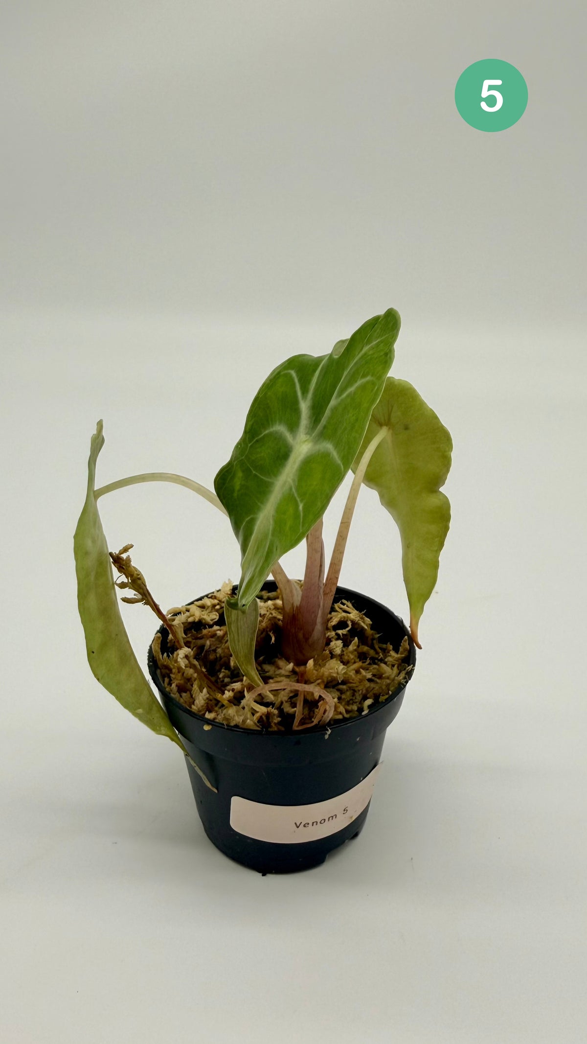 Alocasia Venom