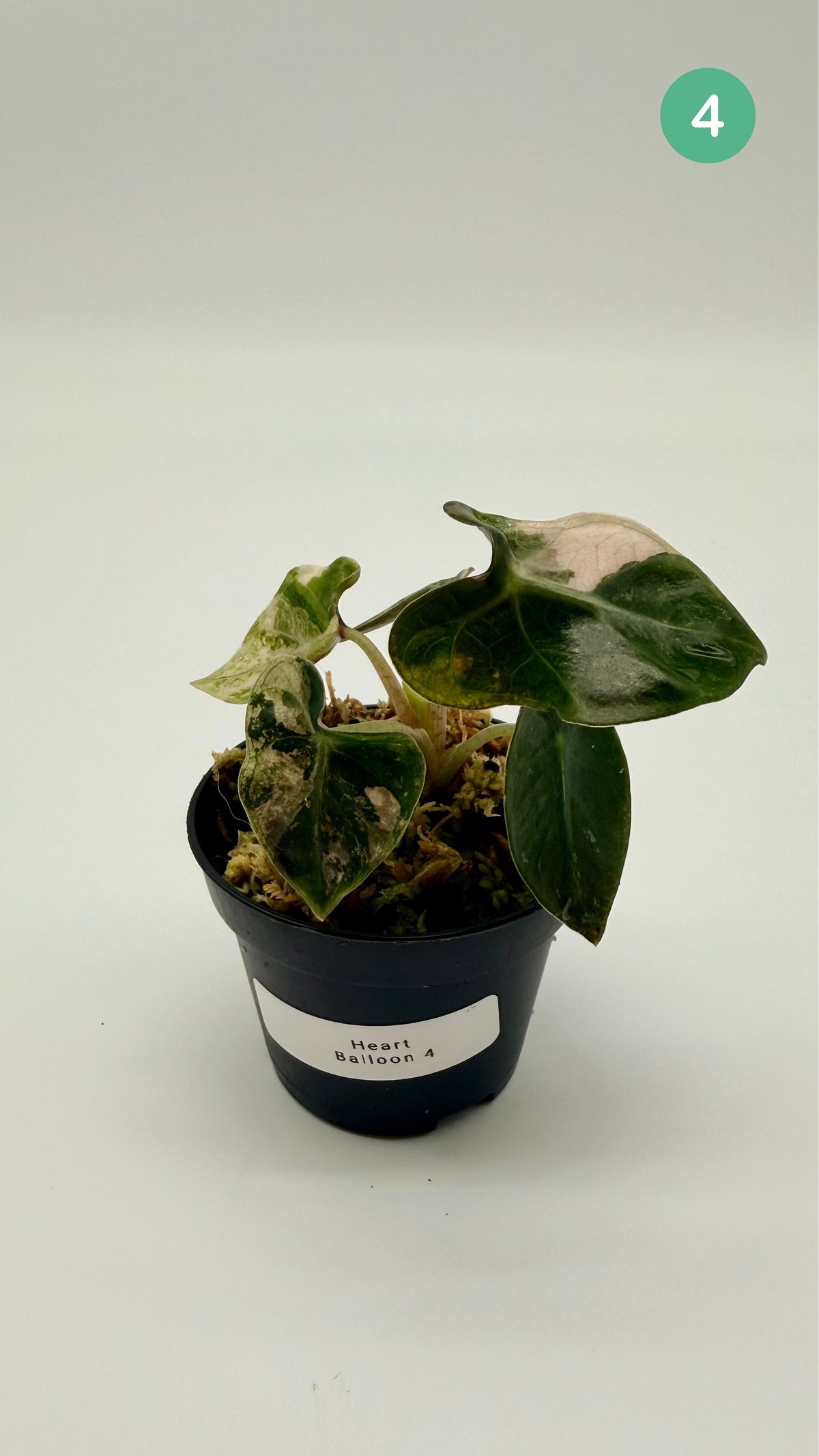 Alocasia Heart Balloon Pink/Albo Variegata