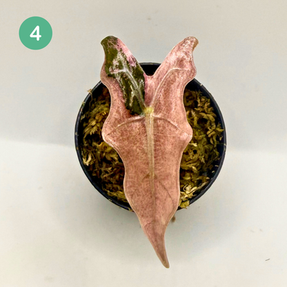 Alocasia Sanderiana Nobilis Pink Variegata