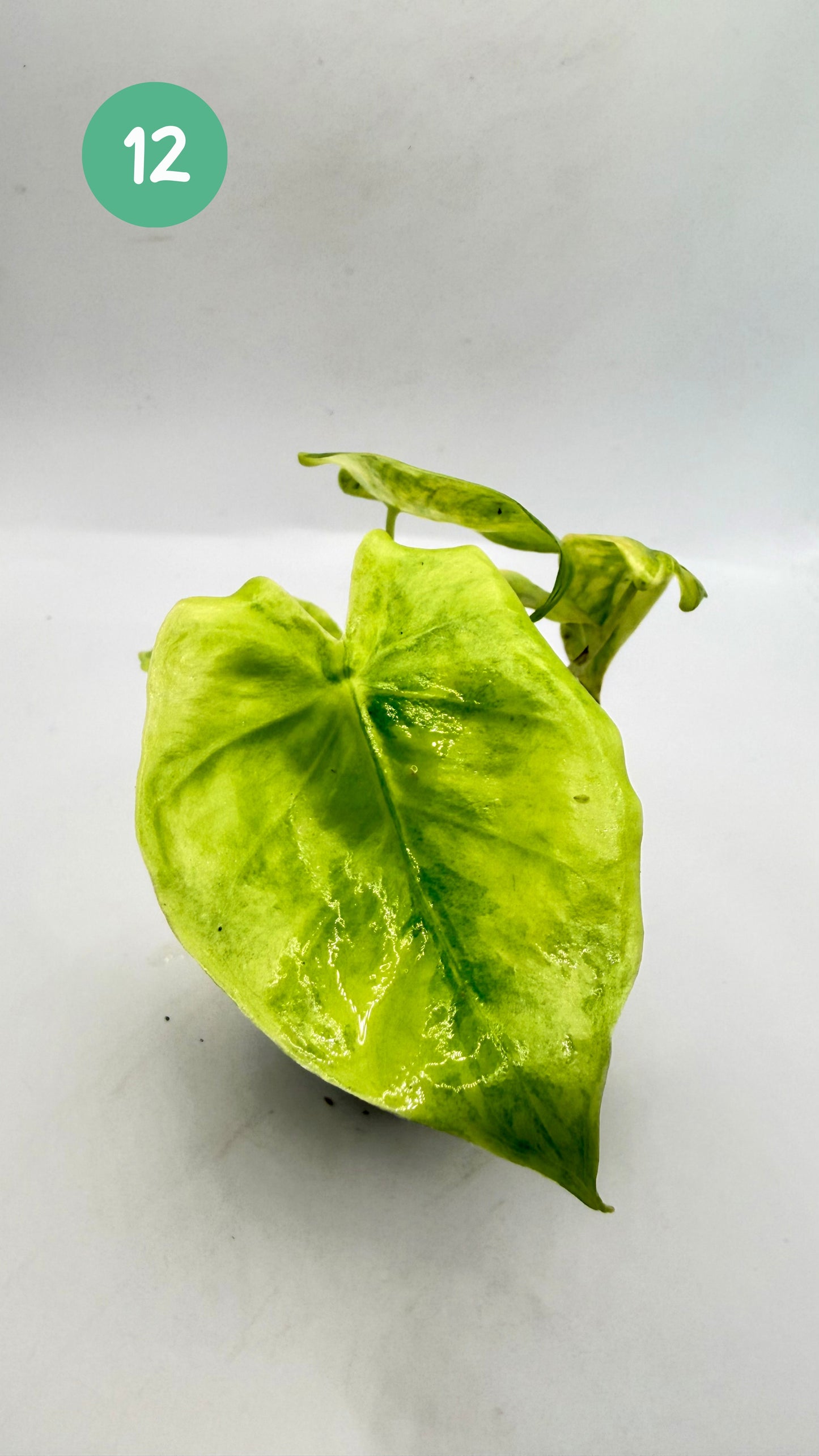 Alocasia Longiloba Aurea Variegata