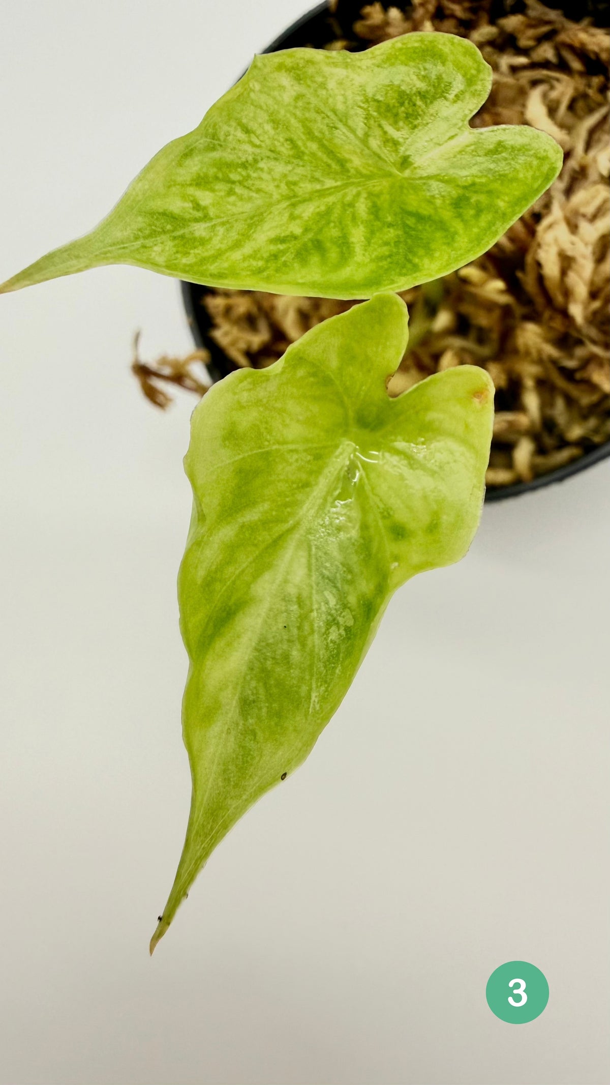 Alocasia Puber Aurea Variegata