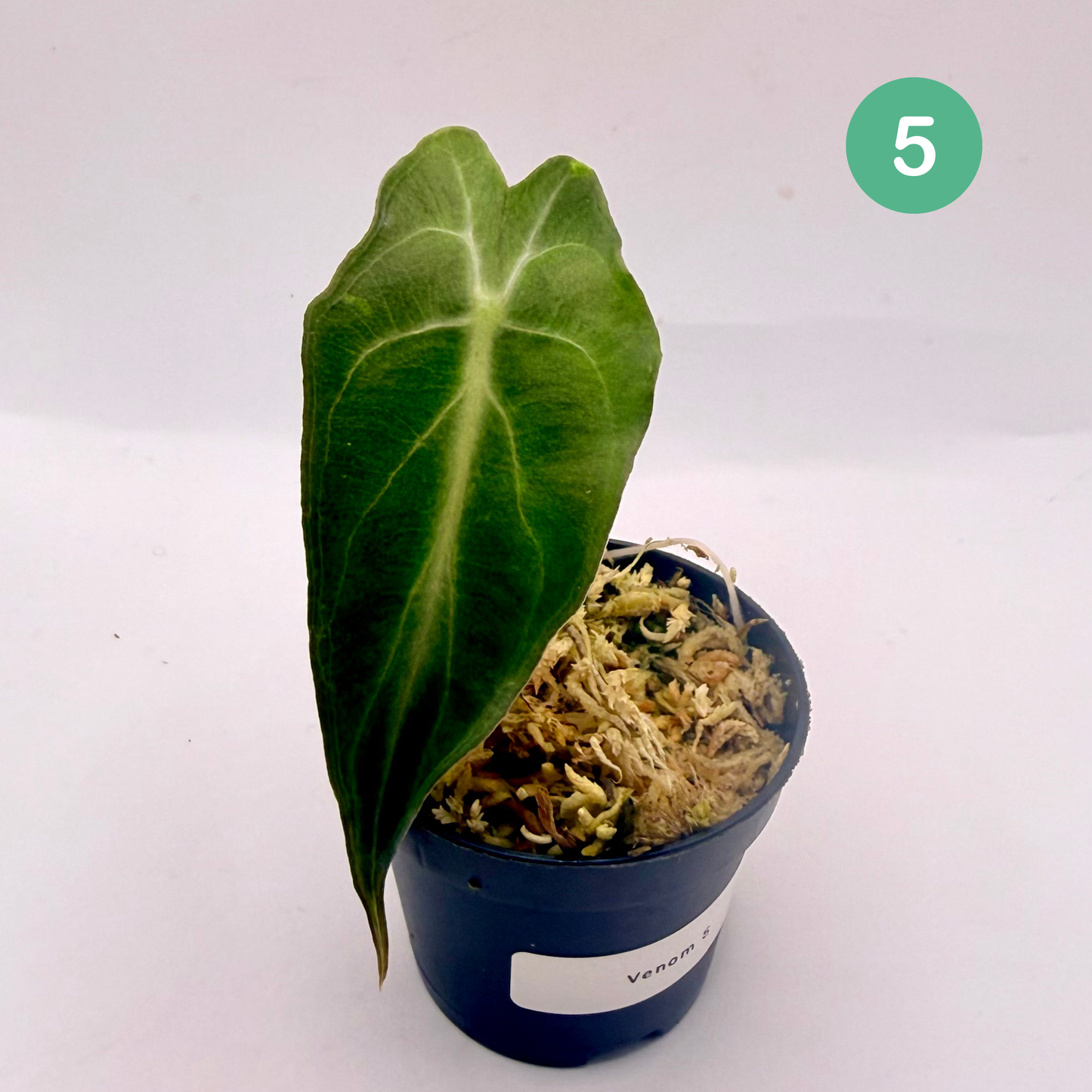 Alocasia Venom