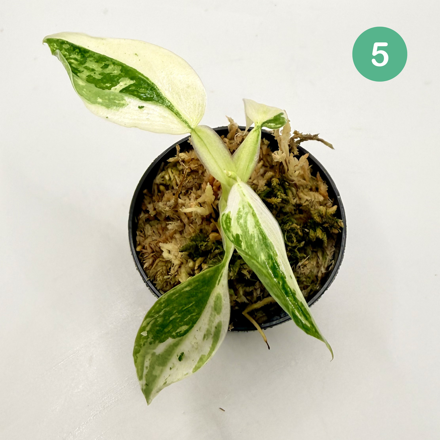 Philodendron Billietiae x José Buono Variegated