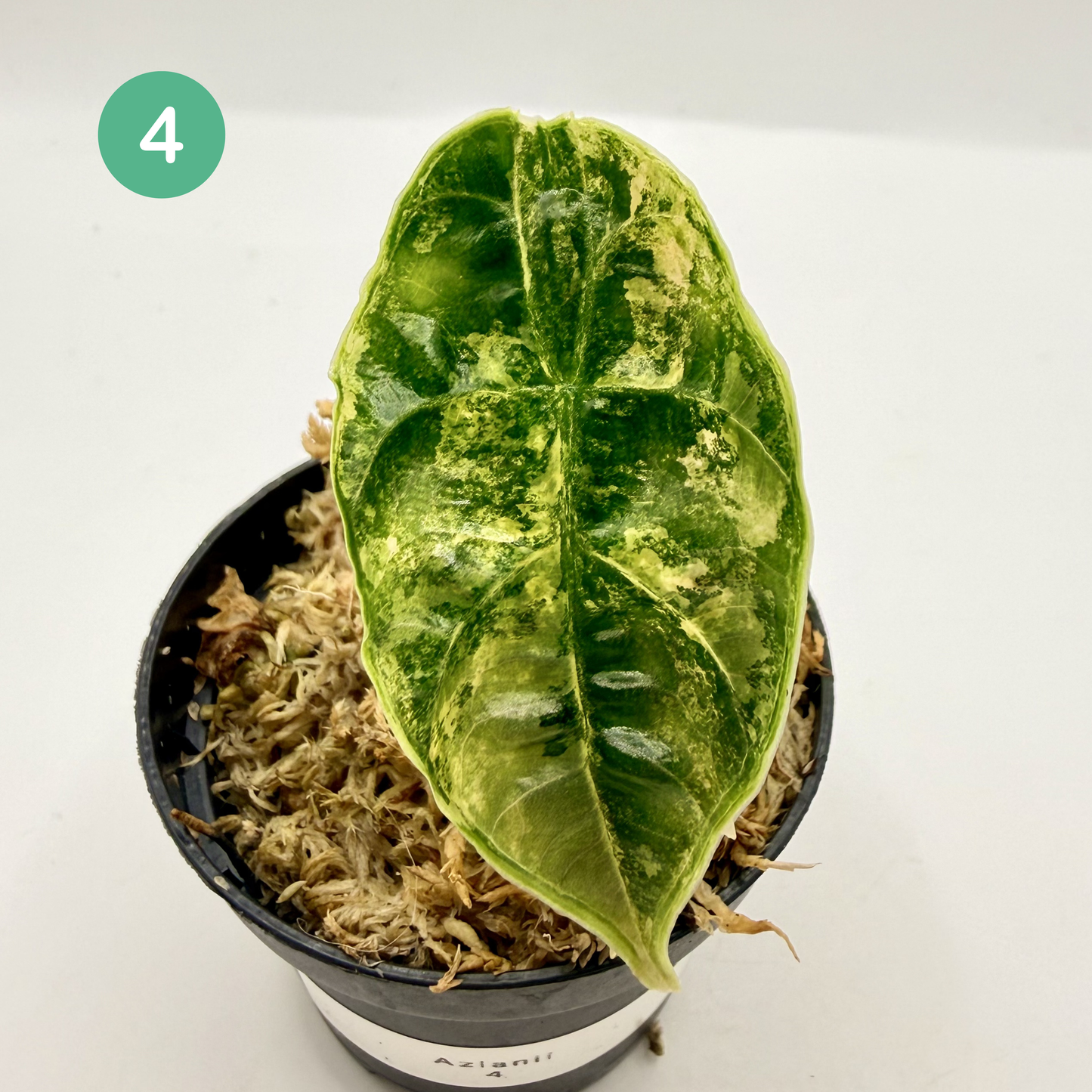 Alocasia Azlanii Aurea Variegata