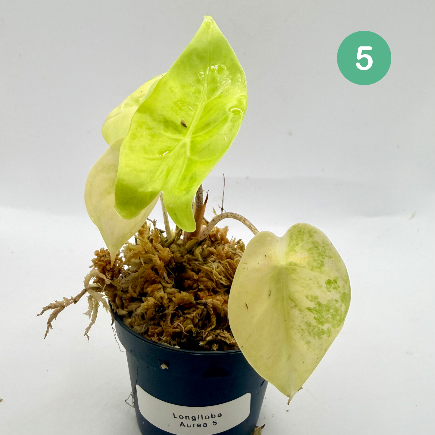 Alocasia Longiloba Aurea Variegata