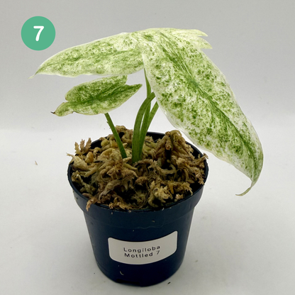 Alocasia Longiloba Mottled Variegata