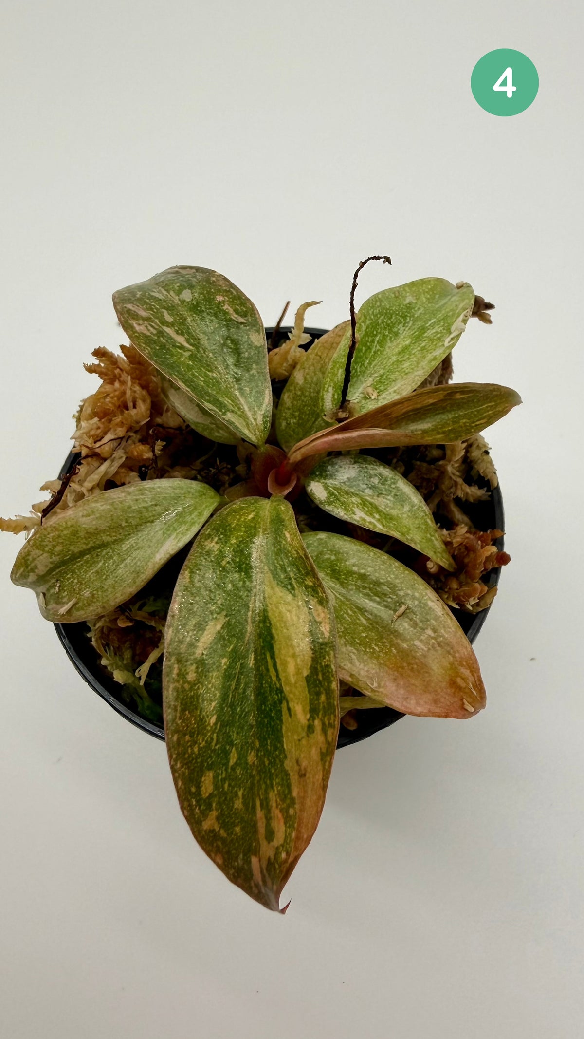 Philodendron Orange Princess Variegated