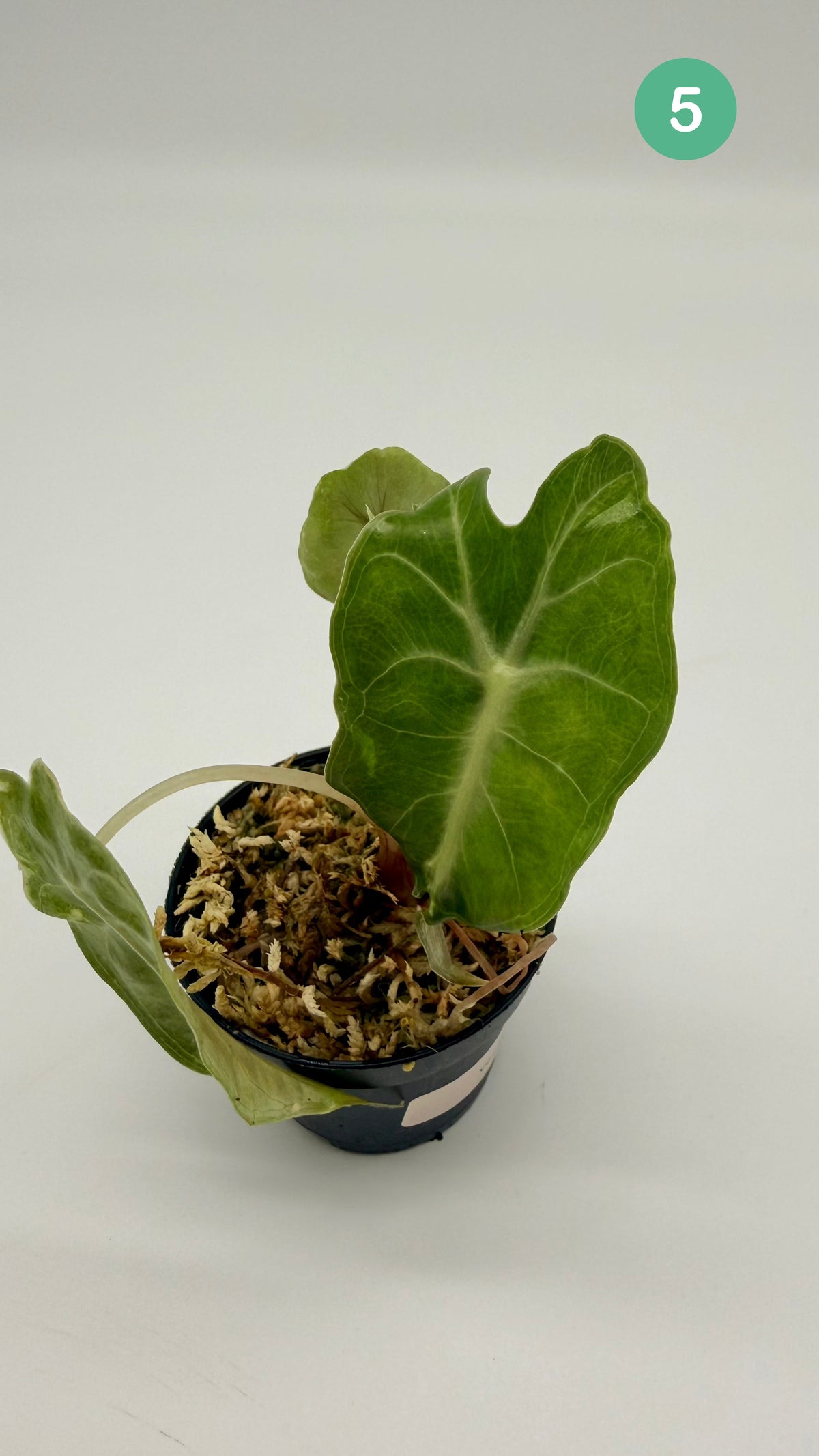 Alocasia Venom
