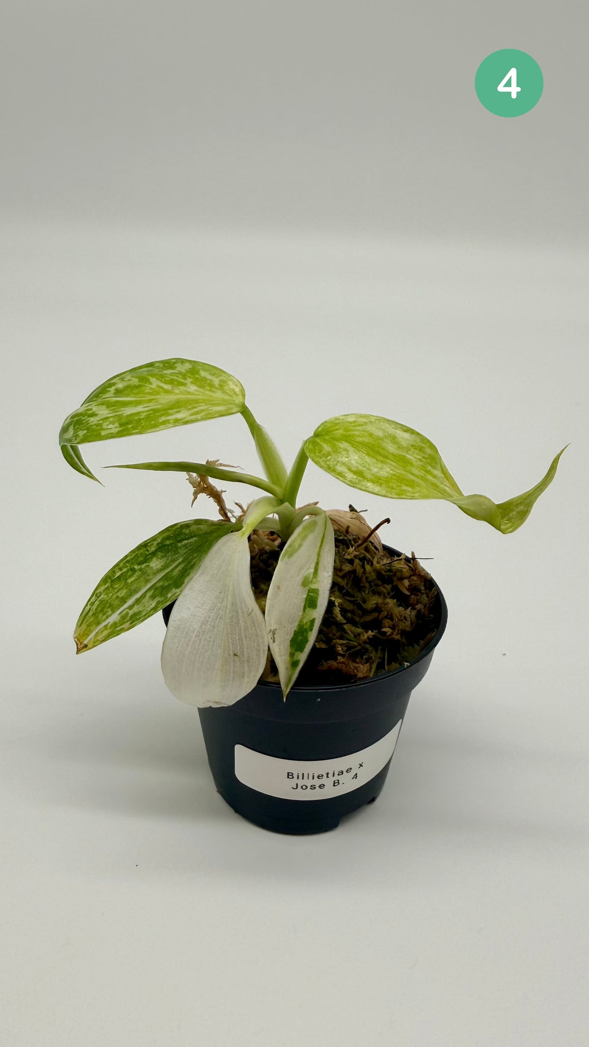 Philodendron Billietiae x José Buono Variegated
