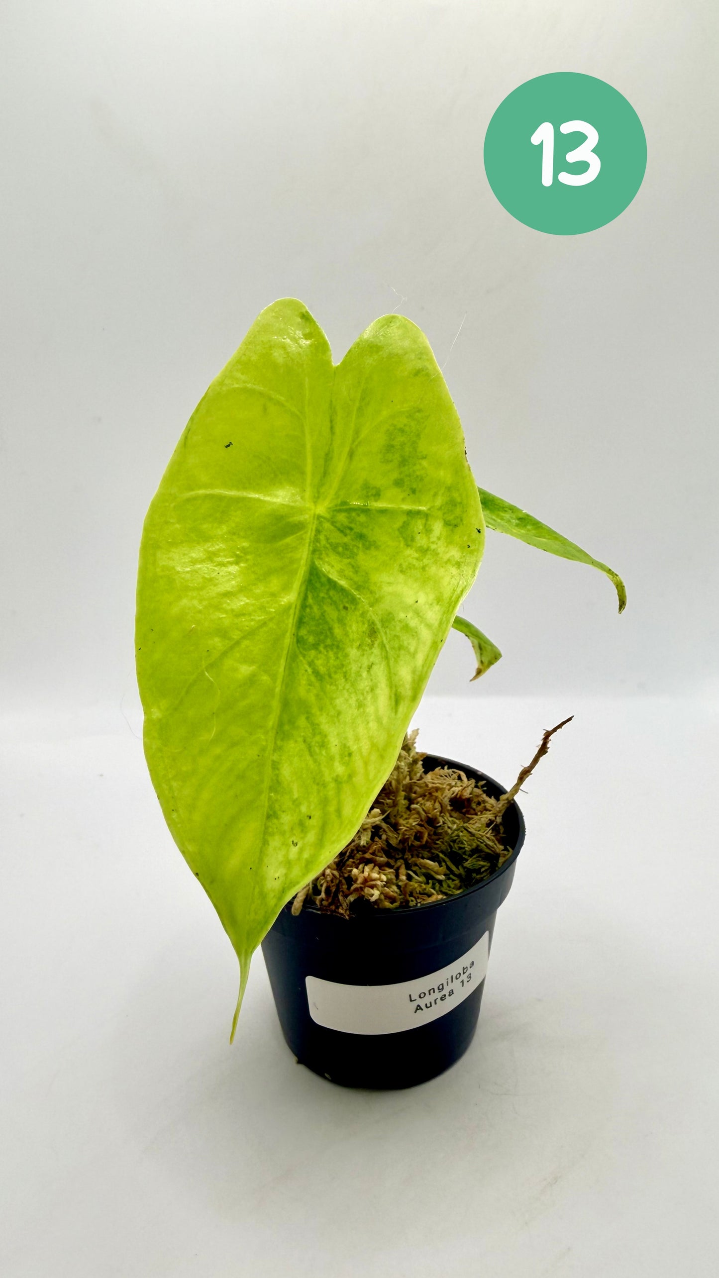 Alocasia Longiloba Aurea Variegata