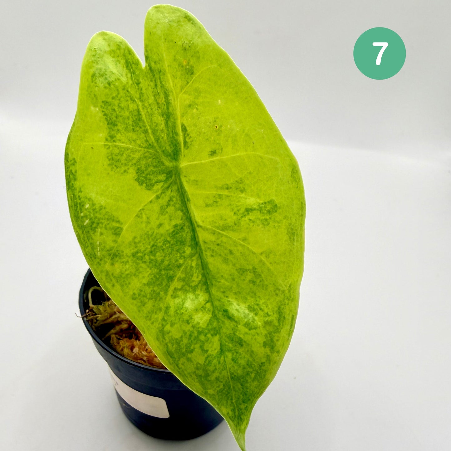Alocasia Longiloba Aurea Variegata