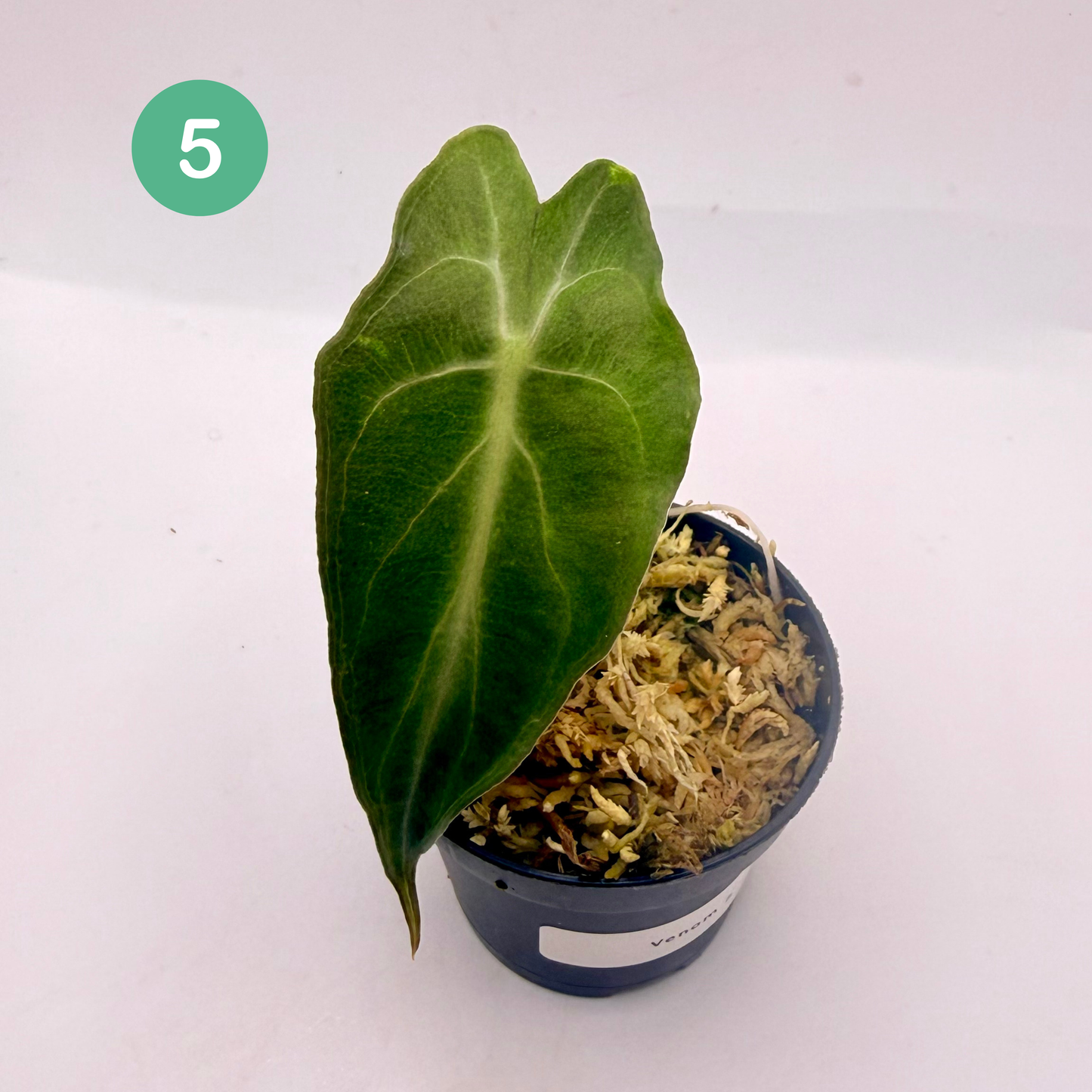 Alocasia Venom