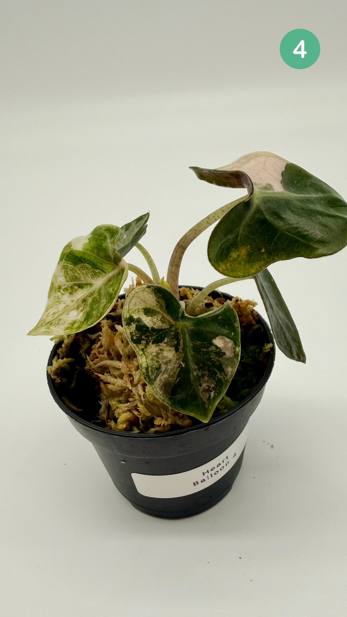 Alocasia Heart Balloon Pink/Albo Variegata