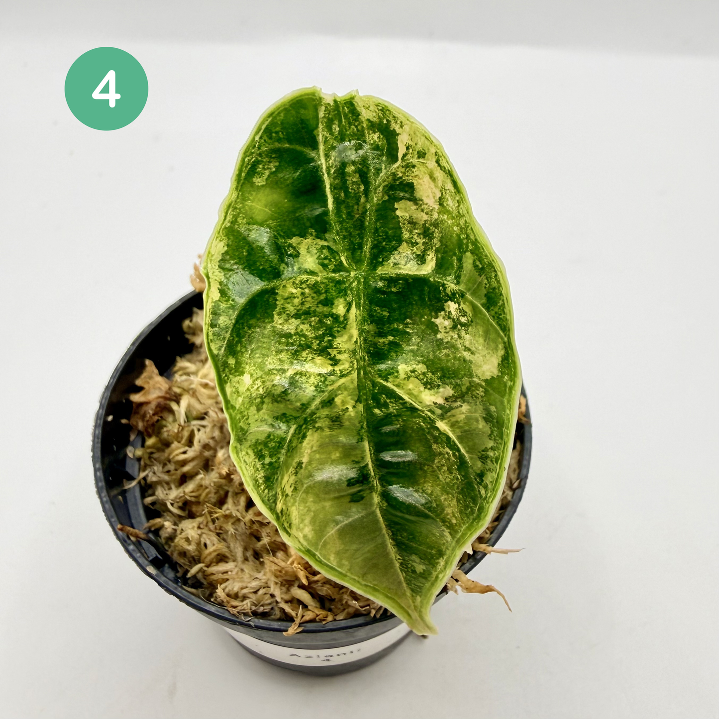 Alocasia Azlanii Aurea Variegata