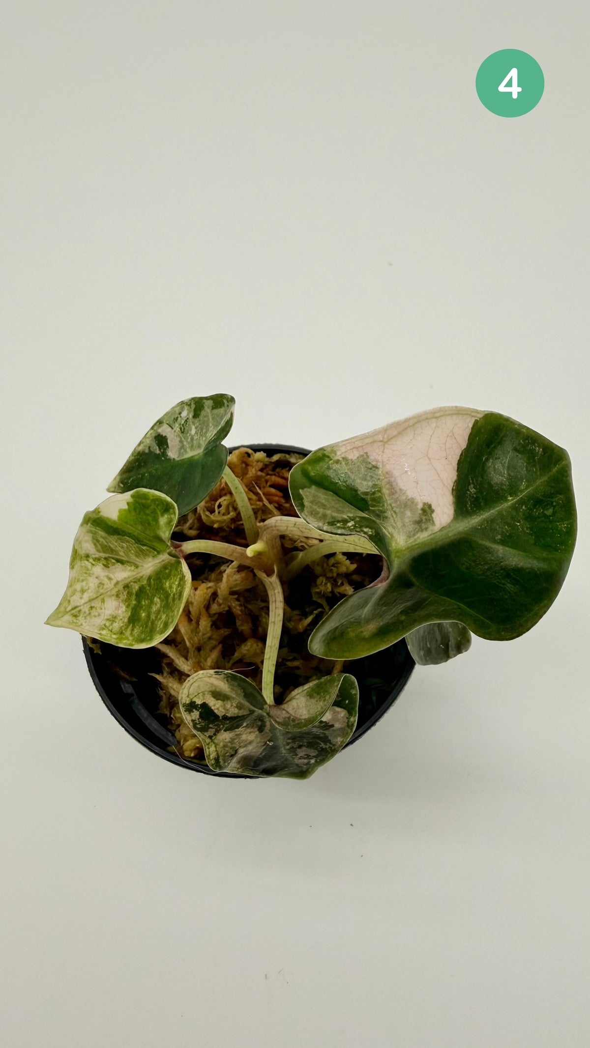 Alocasia Heart Balloon Pink/Albo Variegata