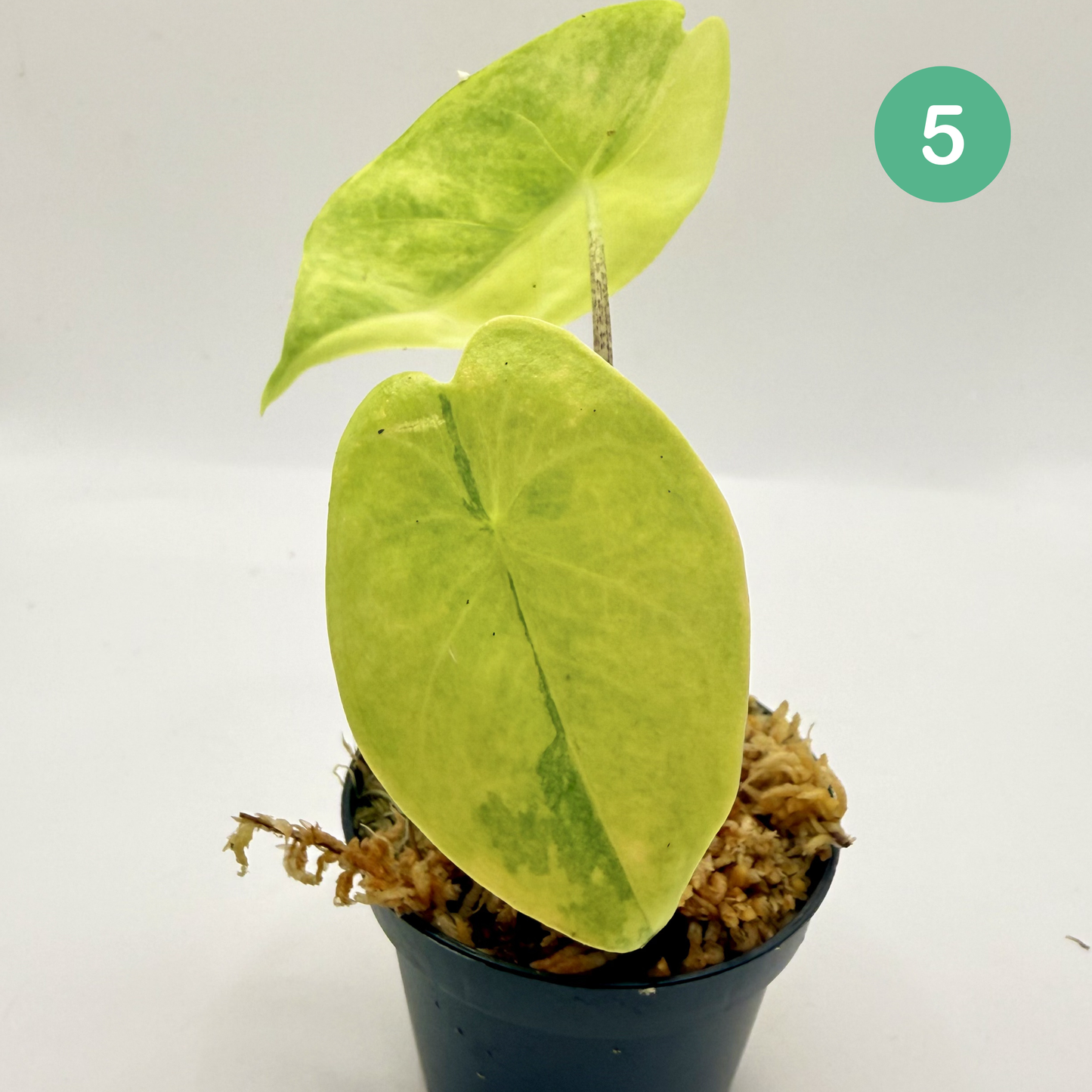 Alocasia Longiloba Aurea Variegata