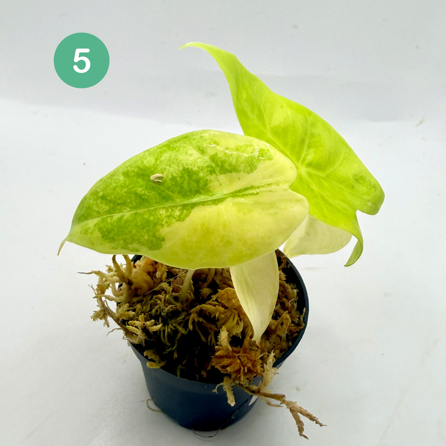 Alocasia Longiloba Aurea Variegata