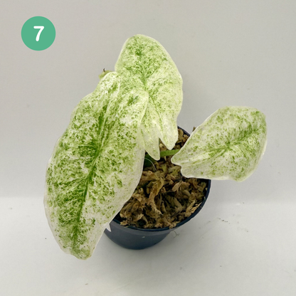 Alocasia Longiloba Mottled Variegata