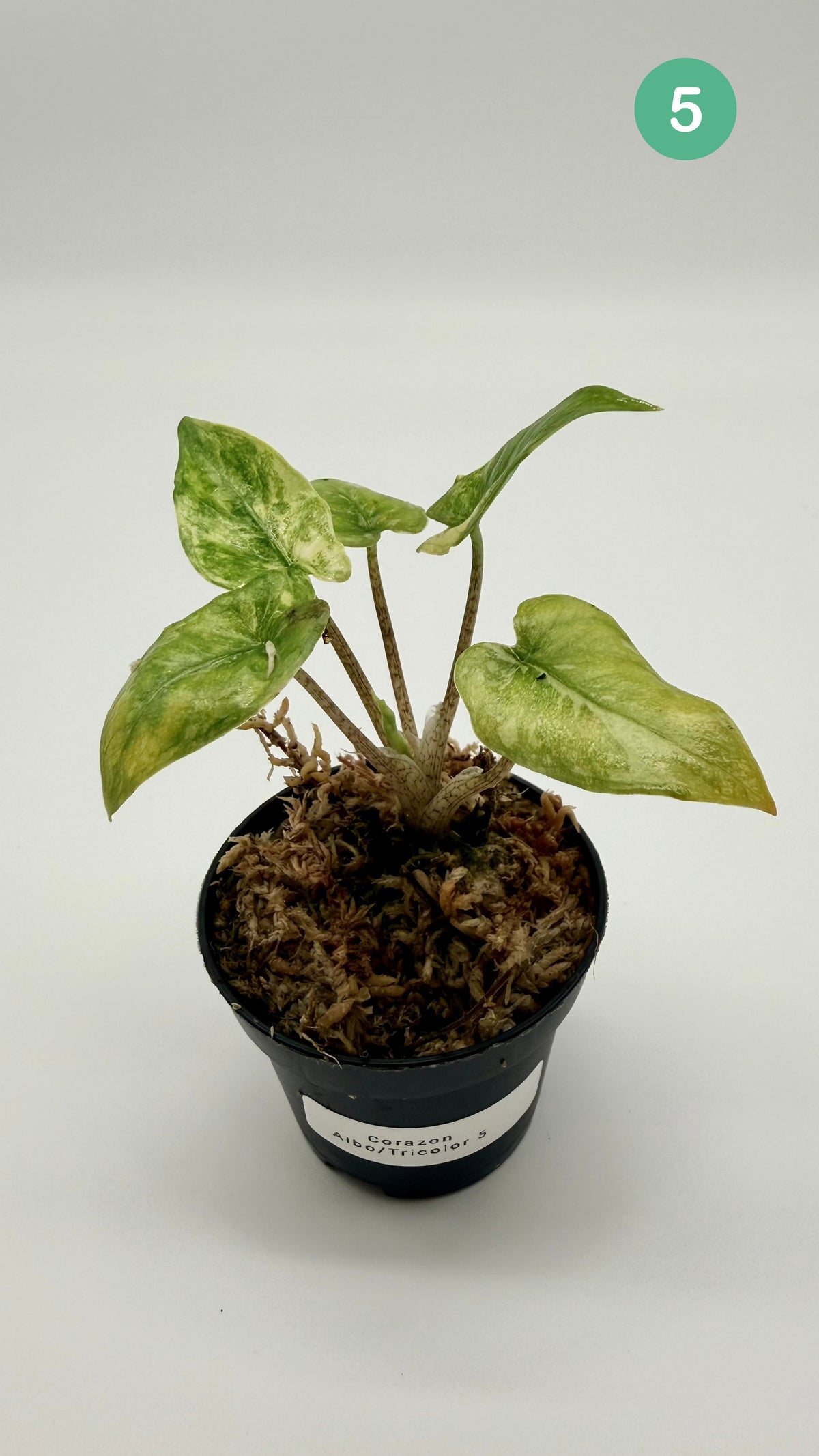 Alocasia Corazón Albo/Tricolor Variegata