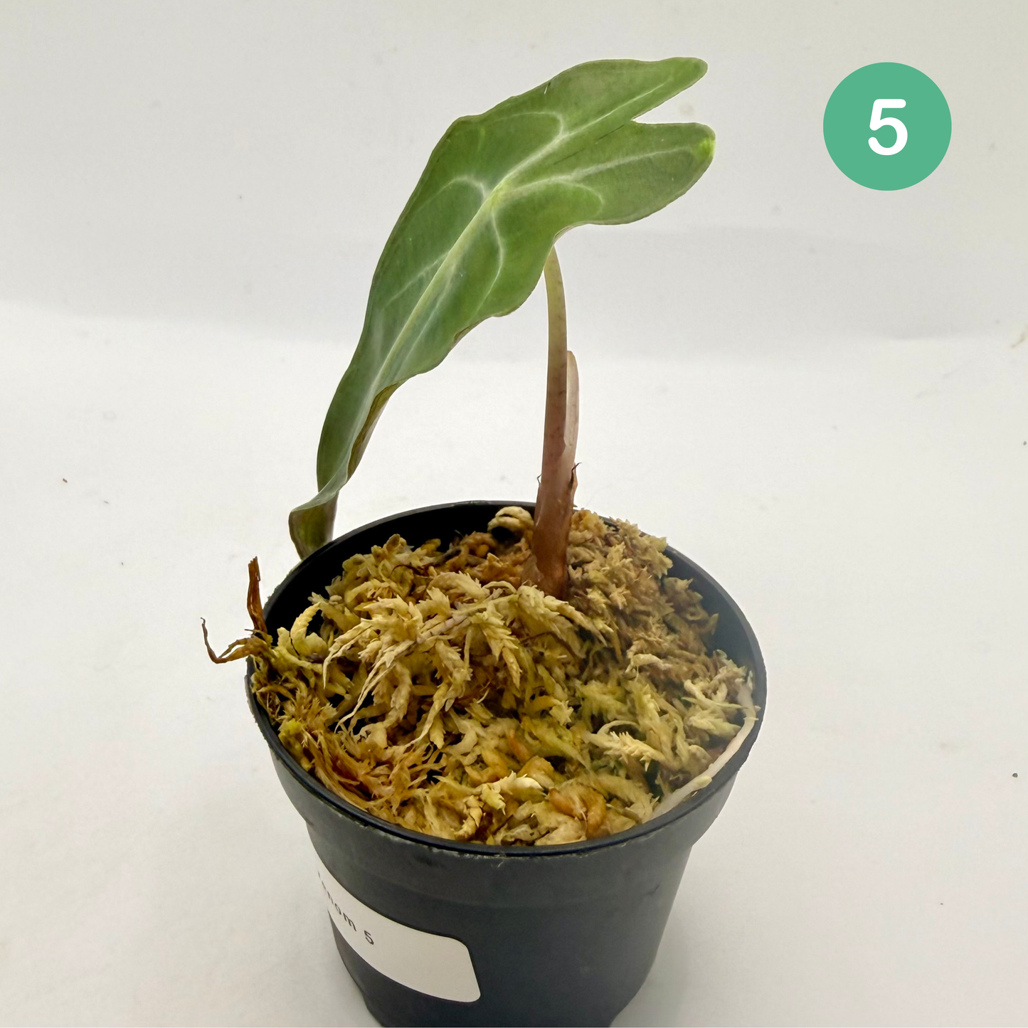 Alocasia Venom