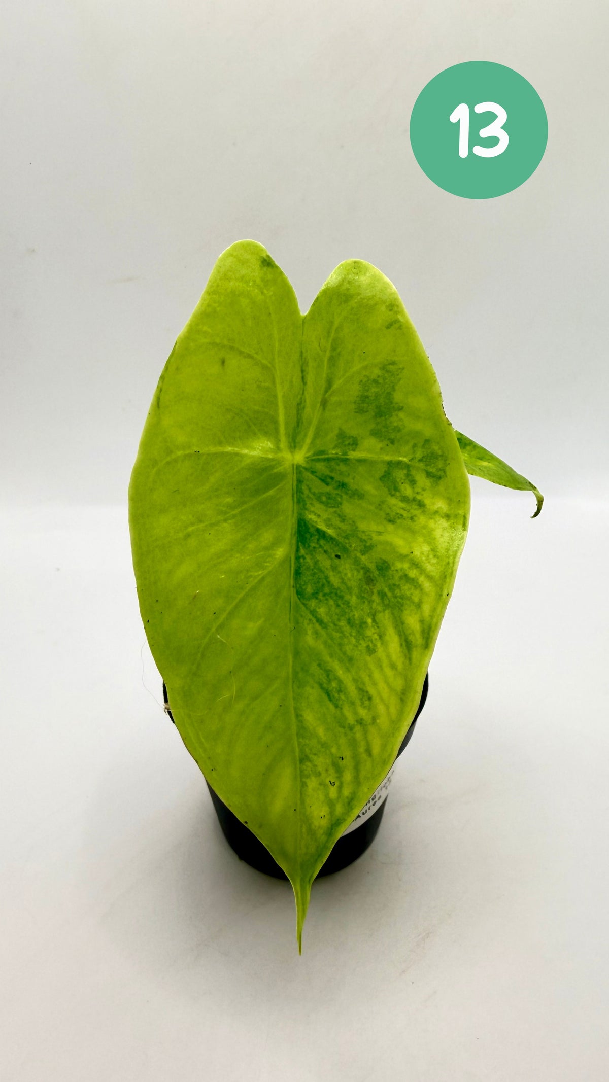 Alocasia Longiloba Aurea Variegata