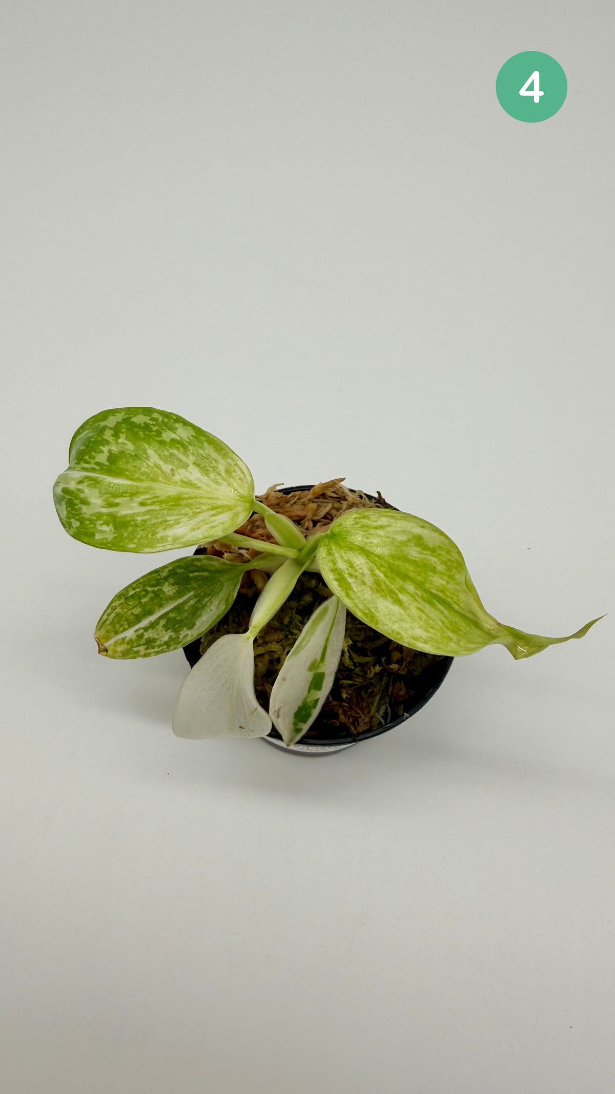 Philodendron Billietiae x José Buono Variegated