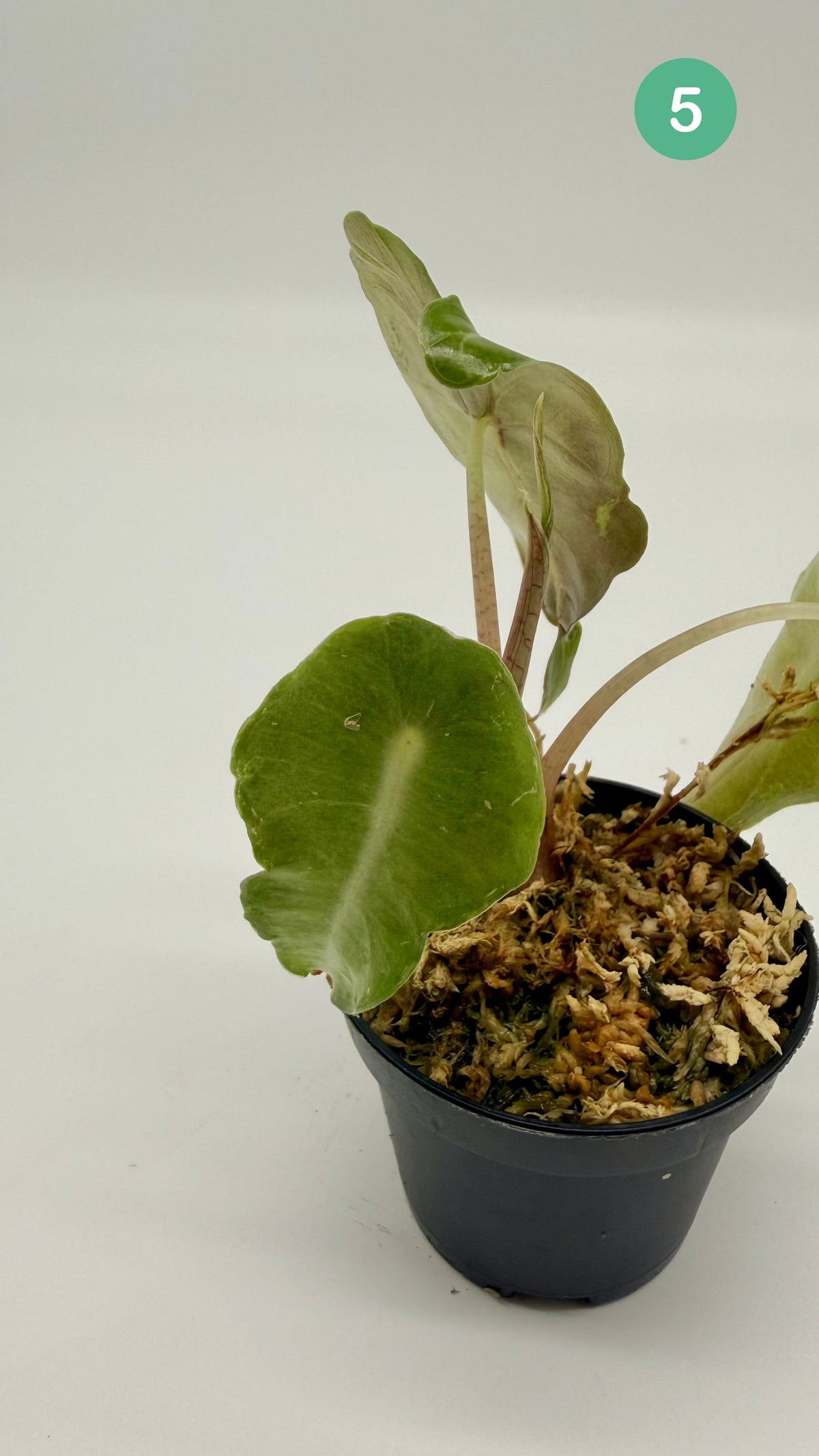 Alocasia Venom
