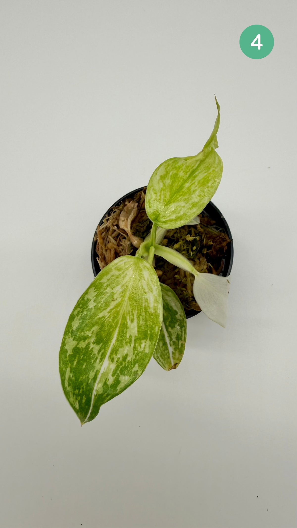 Philodendron Billietiae x José Buono Variegated