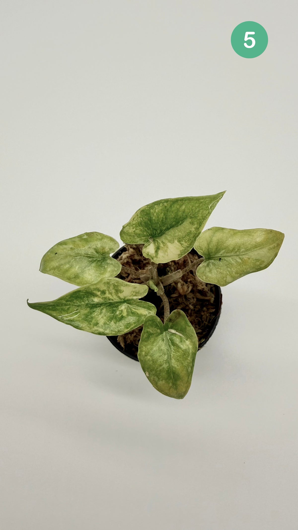 Alocasia Corazón Albo/Tricolor Variegata