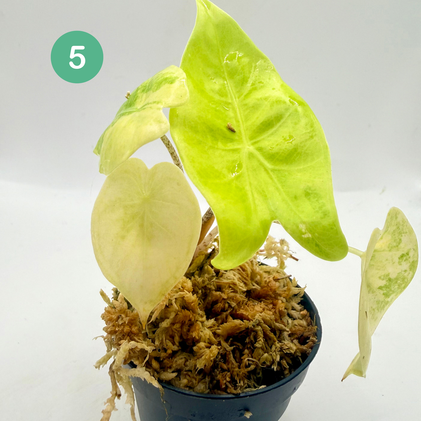 Alocasia Longiloba Aurea Variegata