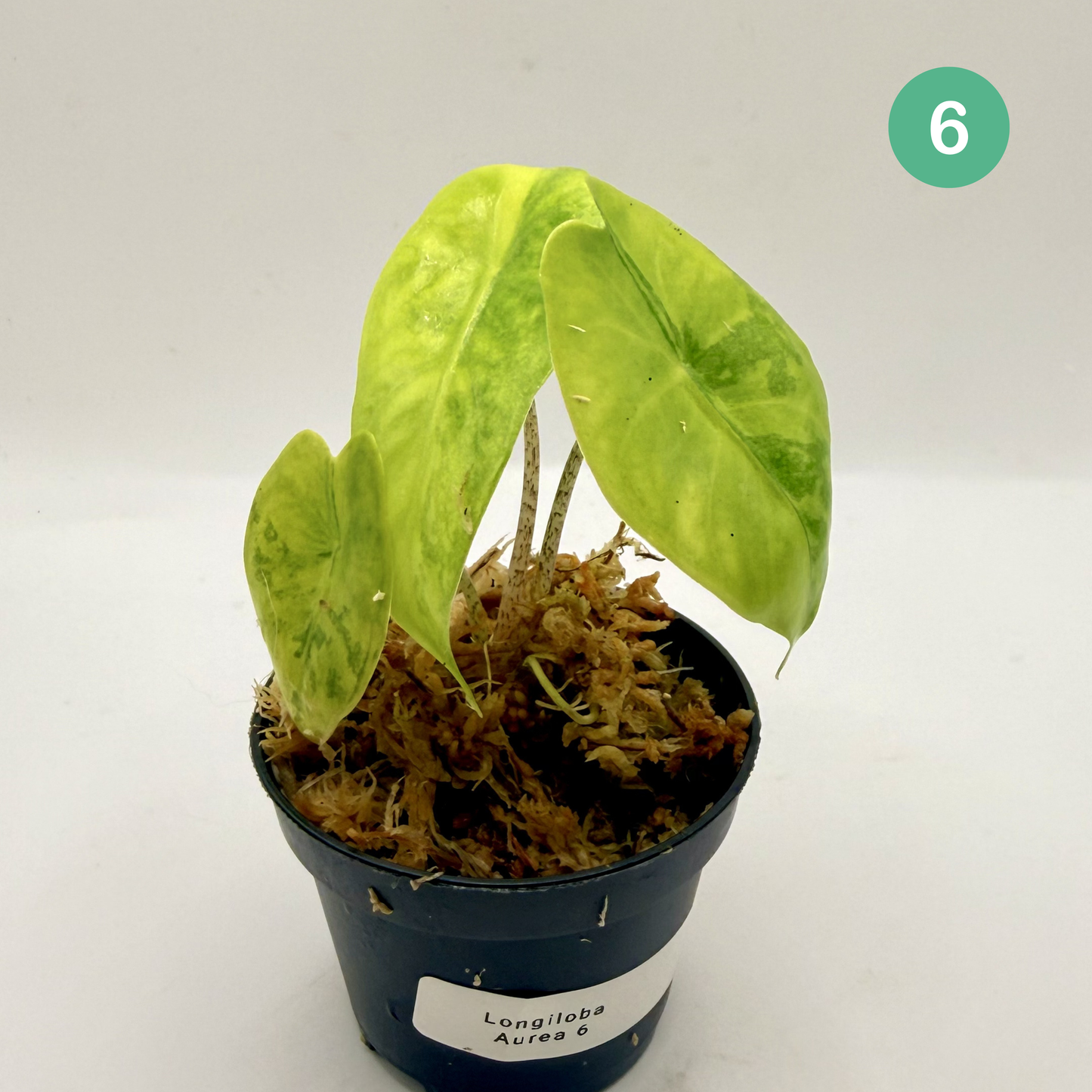 Alocasia Longiloba Aurea Variegata