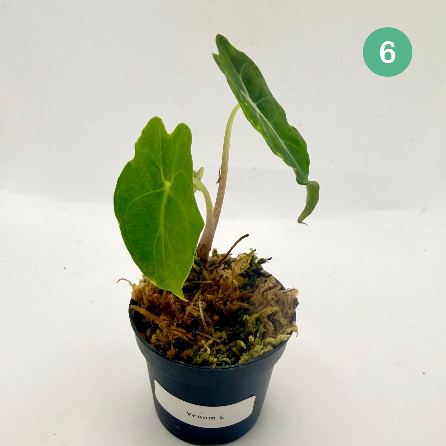 Alocasia Venom