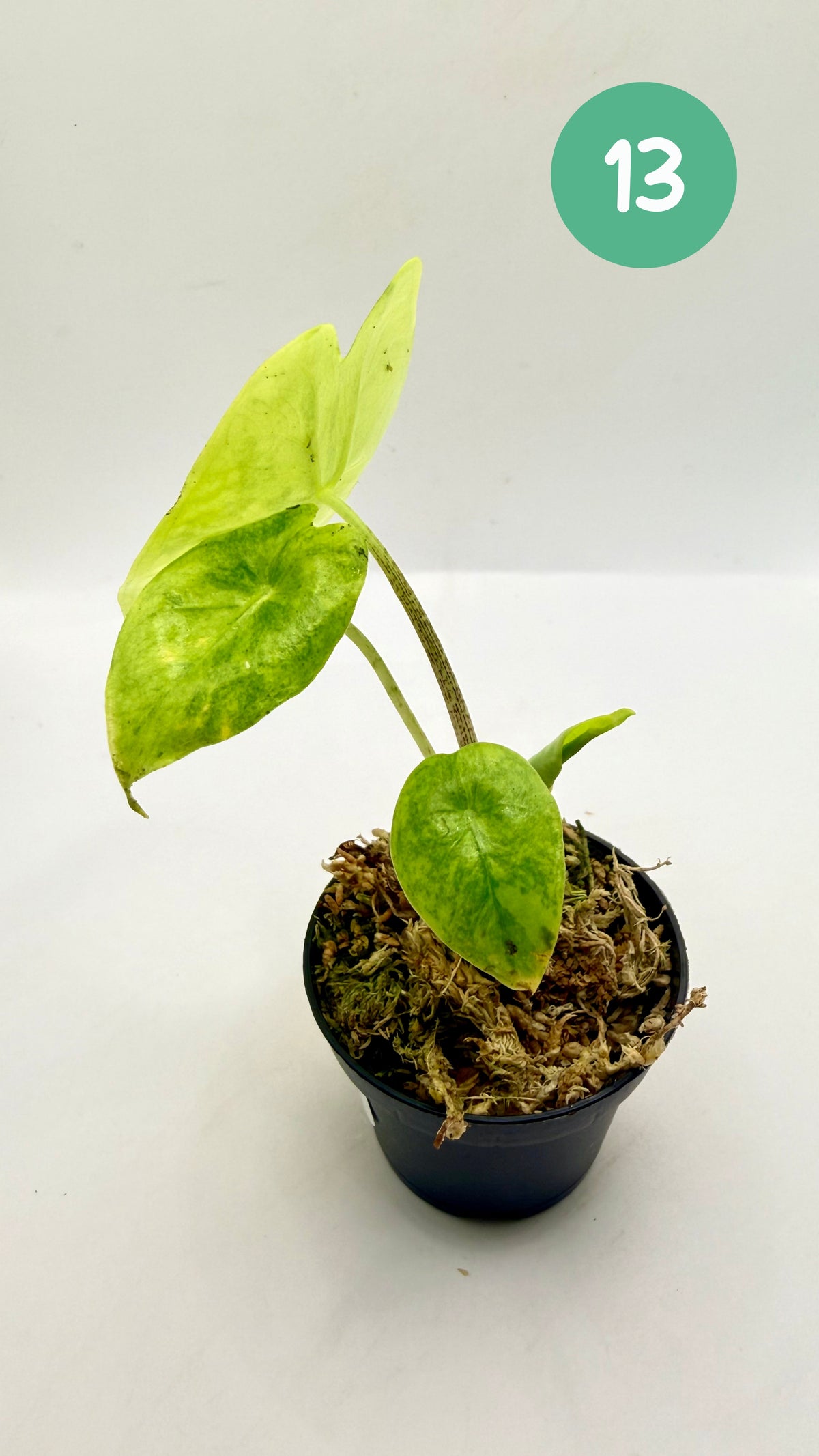 Alocasia Longiloba Aurea Variegata