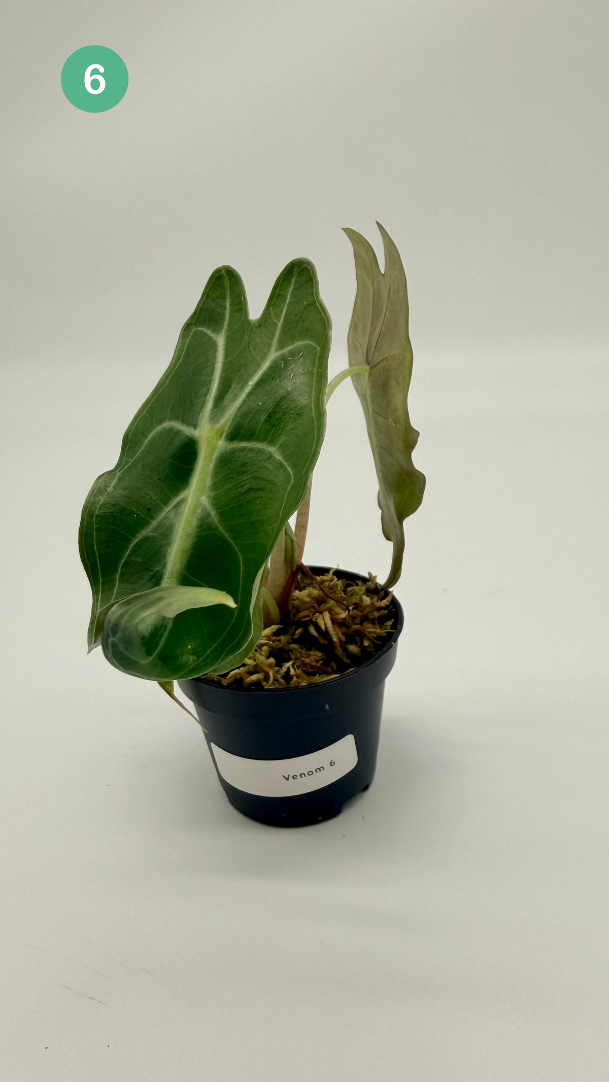 Alocasia Venom