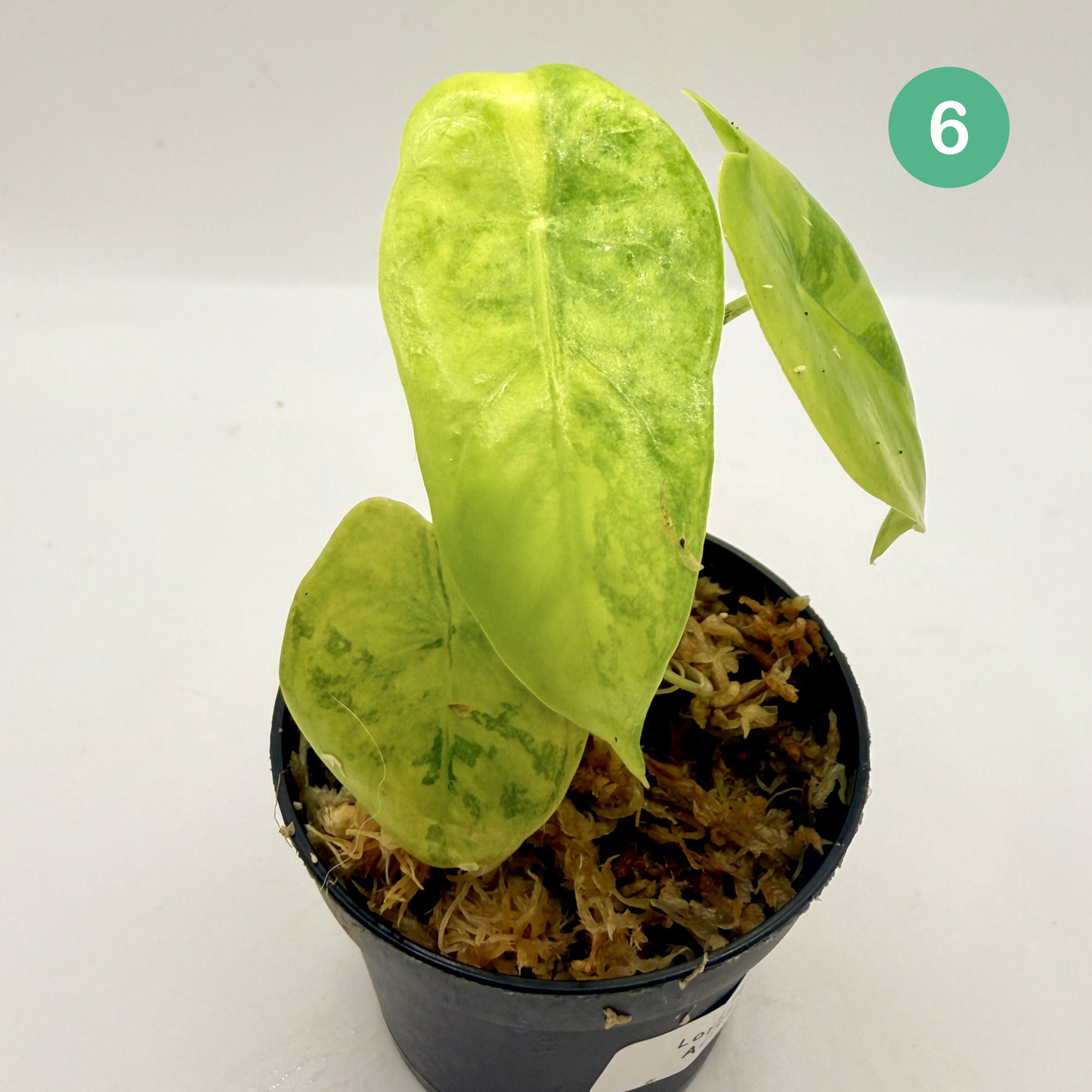 Alocasia Longiloba Aurea Variegata