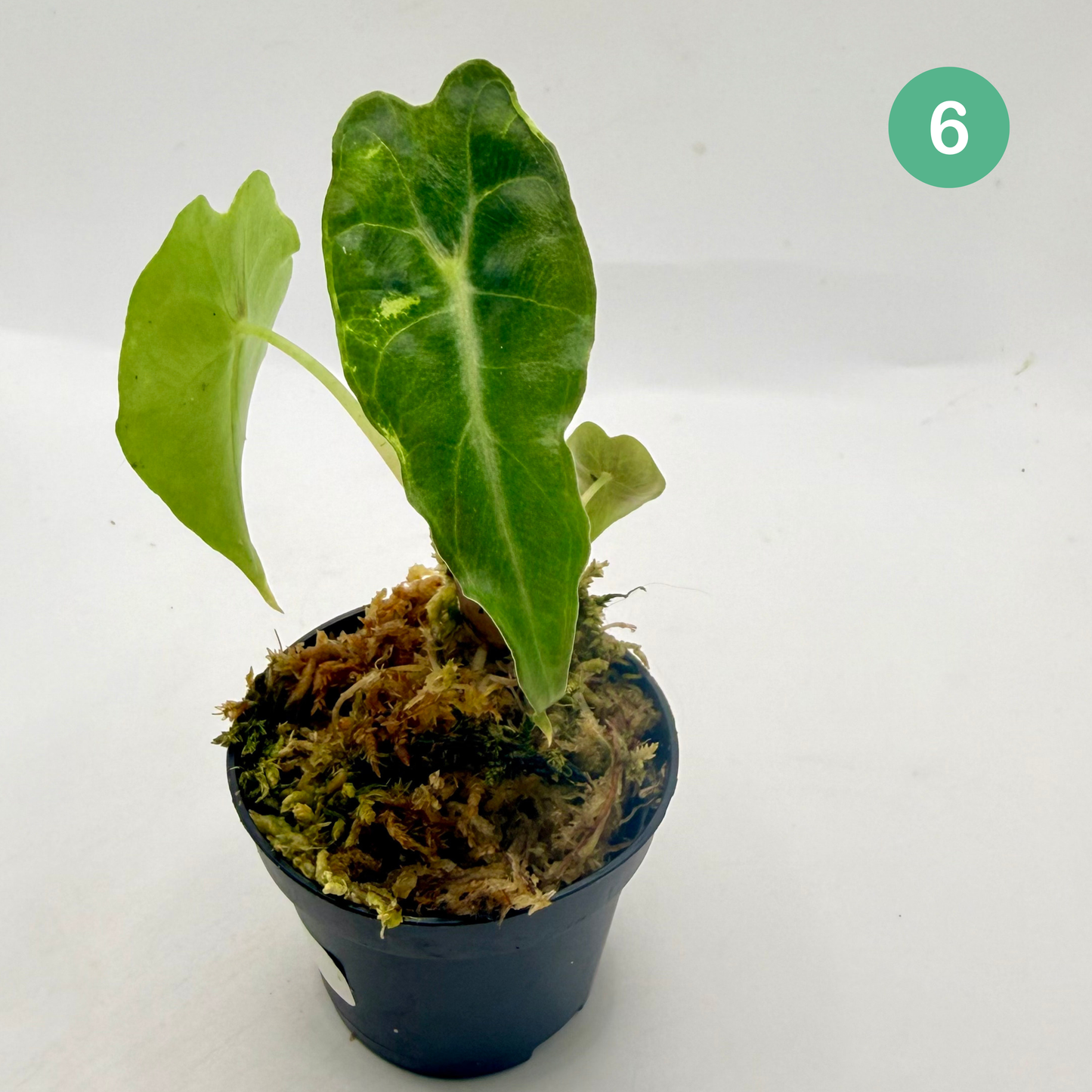Alocasia Venom