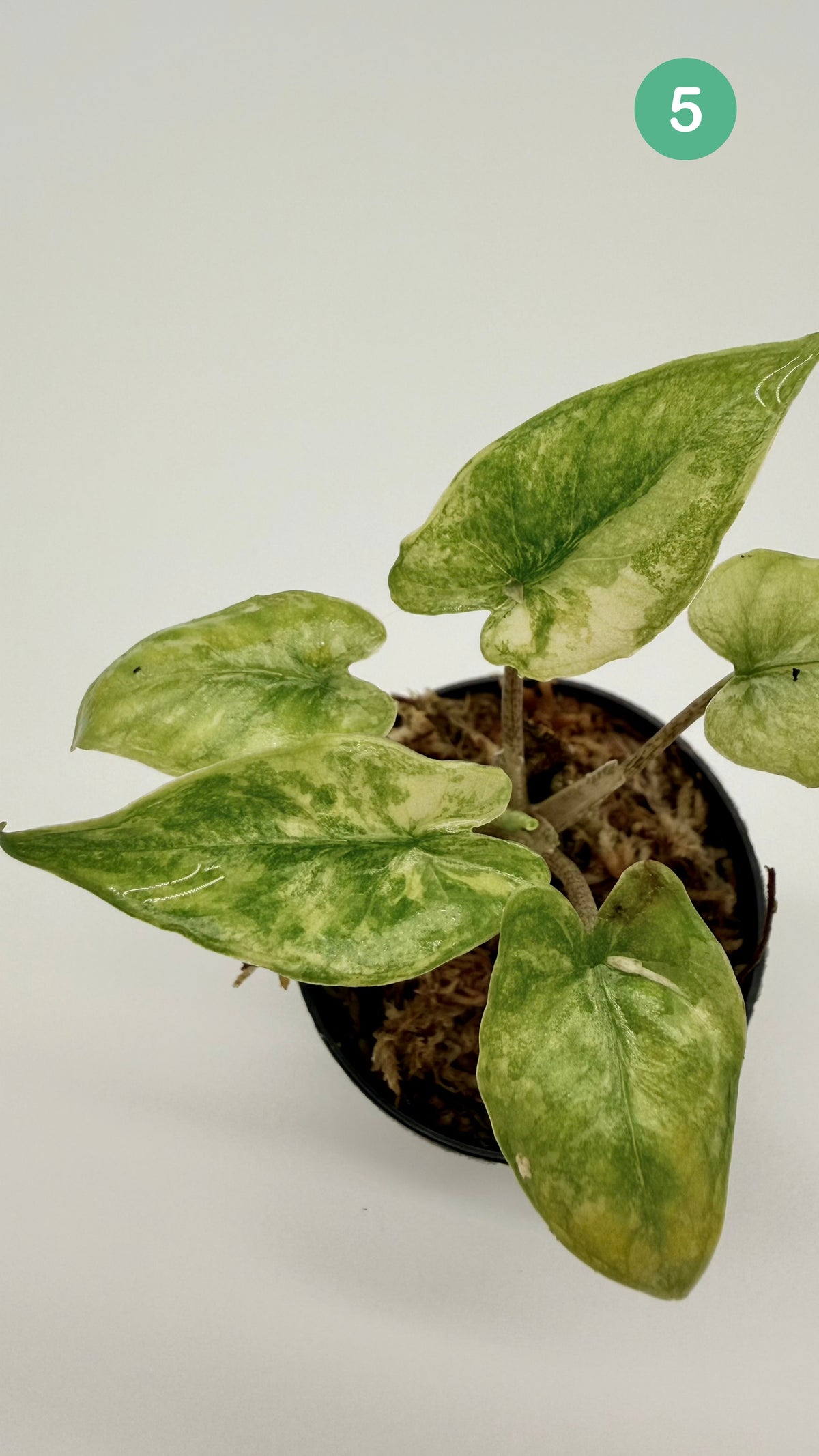 Alocasia Corazón Albo/Tricolor Variegata