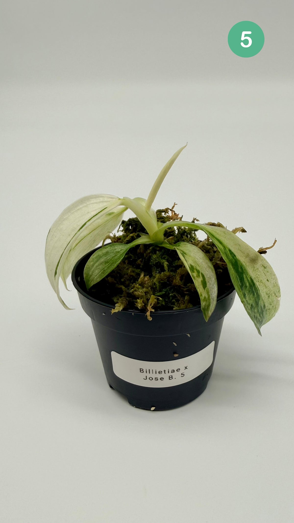 Philodendron Billietiae x José Buono Variegated