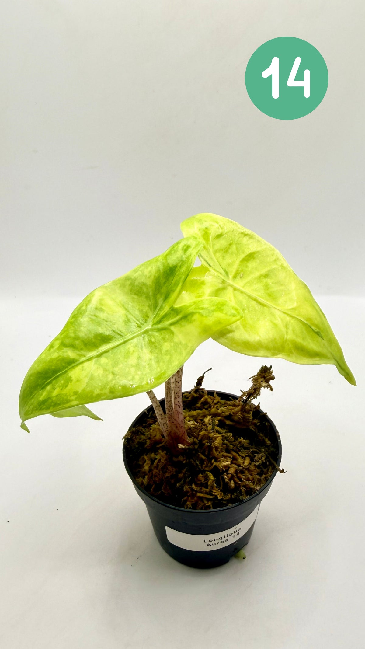 Alocasia Longiloba Aurea Variegata