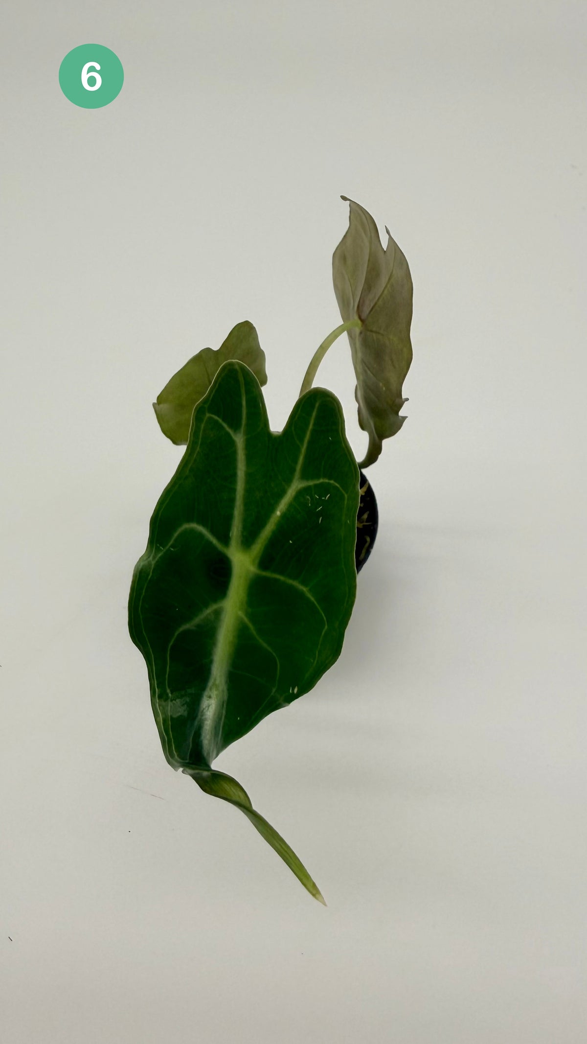 Alocasia Venom